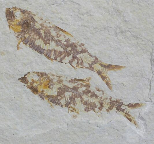 Two Fossil Fish (Knightia) - Wyoming #59815